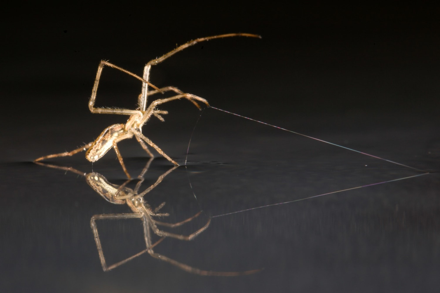 VGEBY Lanceur de soie d'araignée Spider Silk Launcher Spider