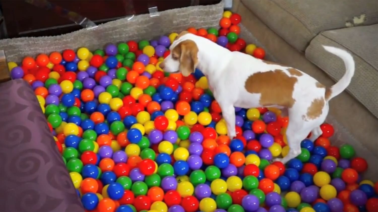Watch this dog have a ball in his very own birthday ball pit