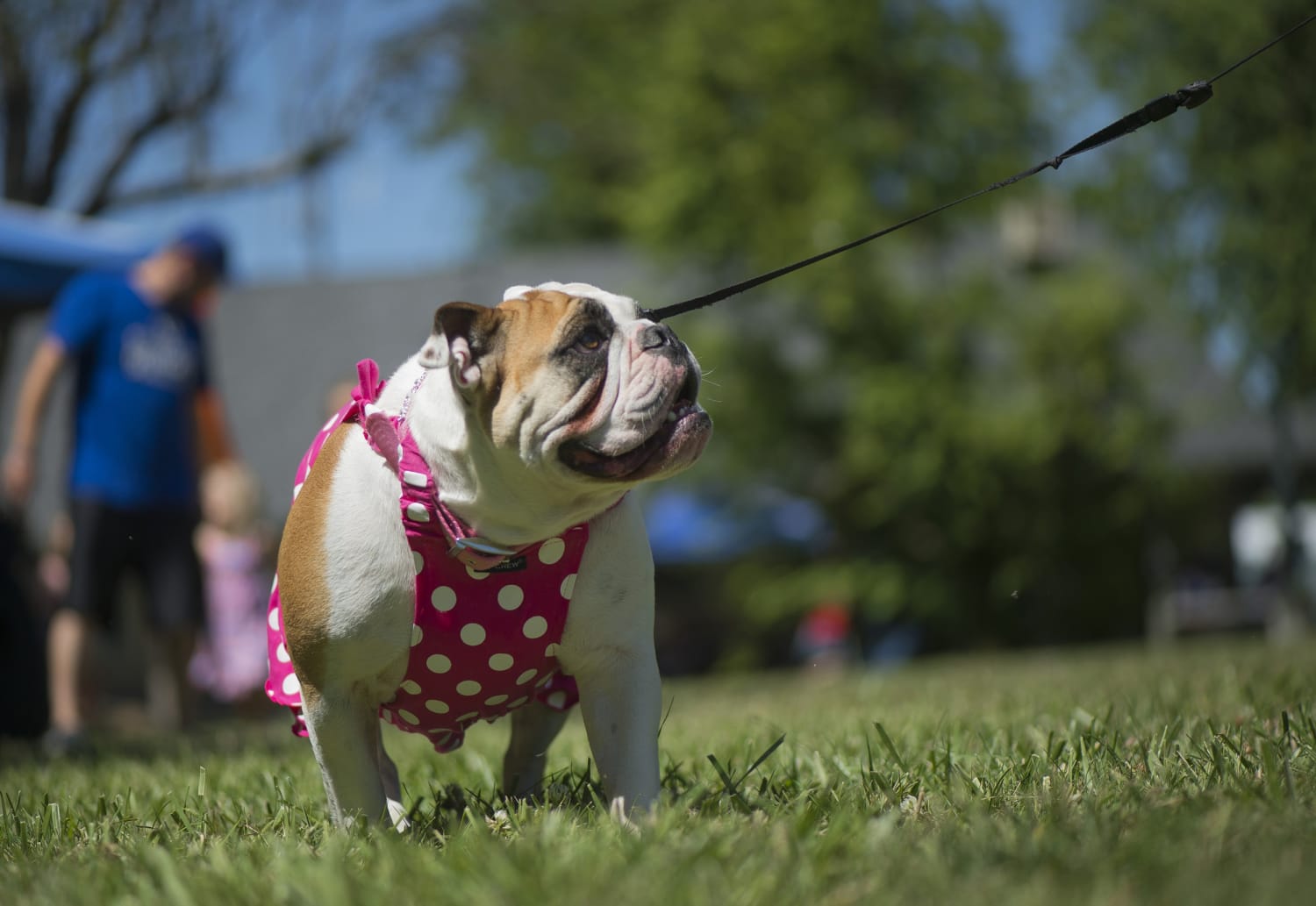 How Much Do Americans Love Their Pets