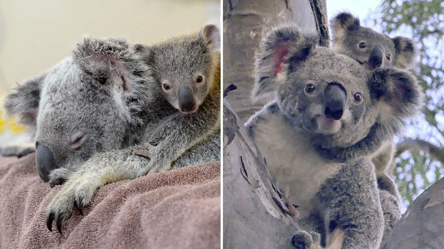 Кармик коала. Братья коалы Митци. Эволюция коал.