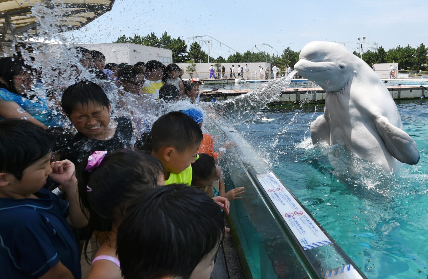 Beluga whales create art in Japan aquarium