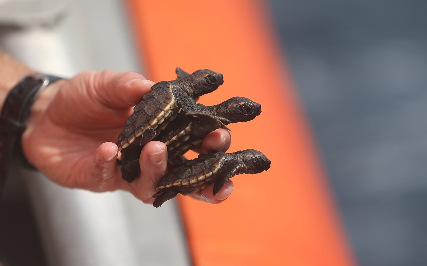 Tiny Baby Turtles Set Free into Vast Ocean