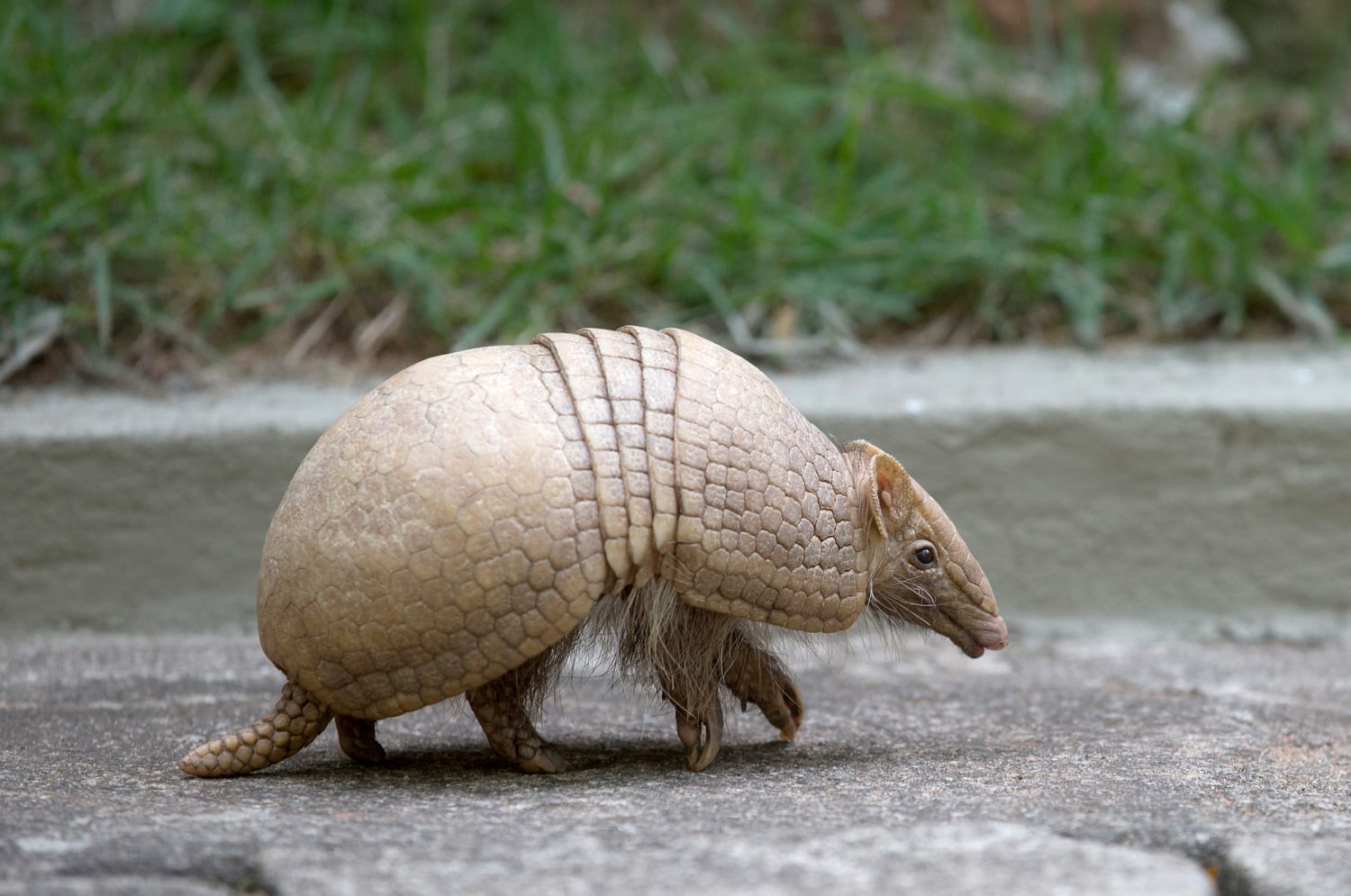 Texas Man Injured After Bullet Ricochets Off Armadillo