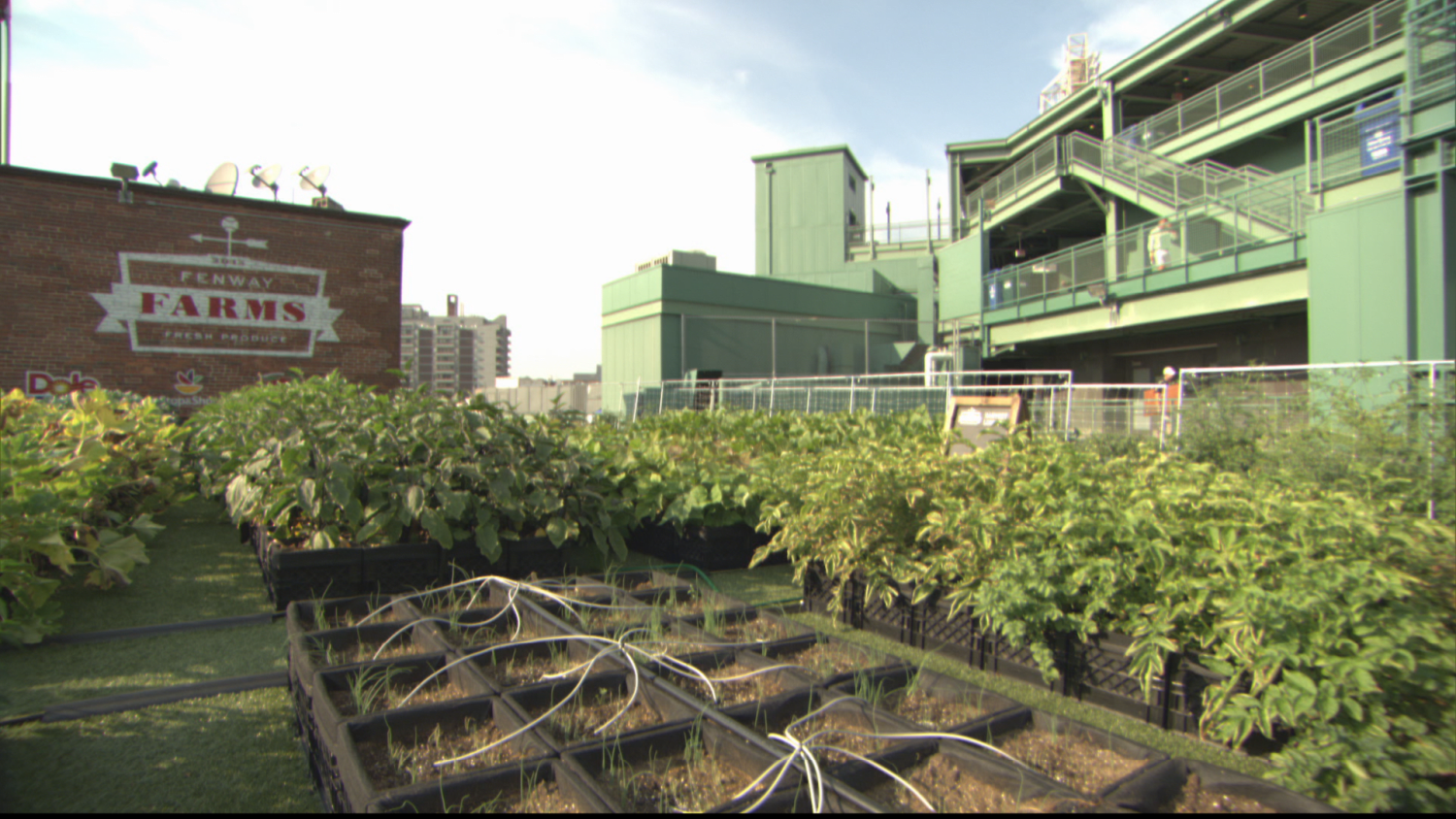 Fenway Farms: On the roof of an iconic sports venue, this urban farm in  Boston can grow 6,000 pounds of produce a year