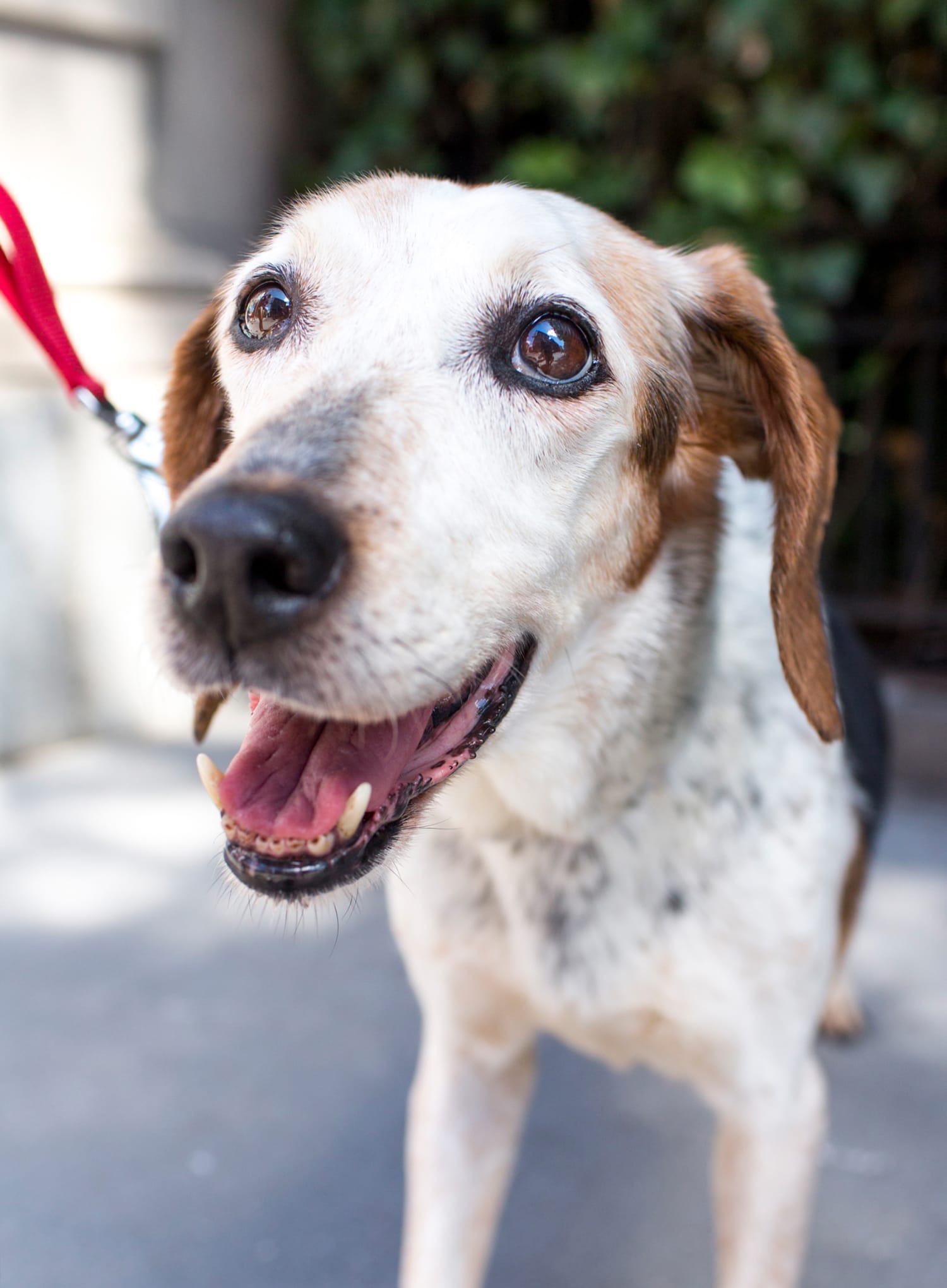 12 Tips to Keep Your Senior Dog Happy and Healthy