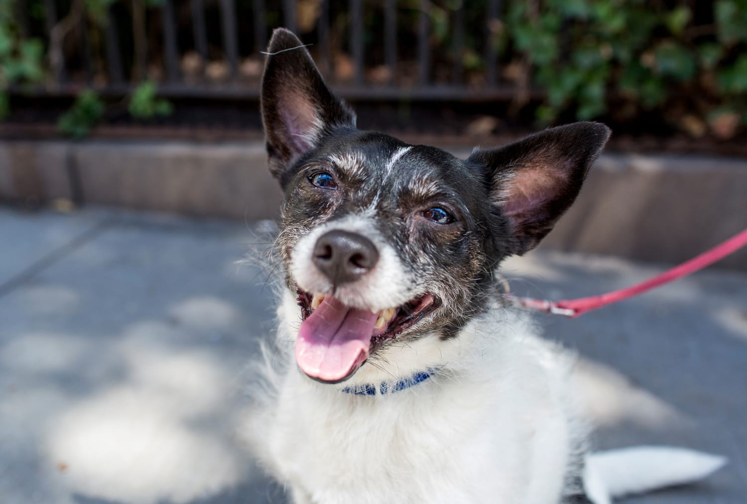 How To Keep A Senior Dog Healthy
