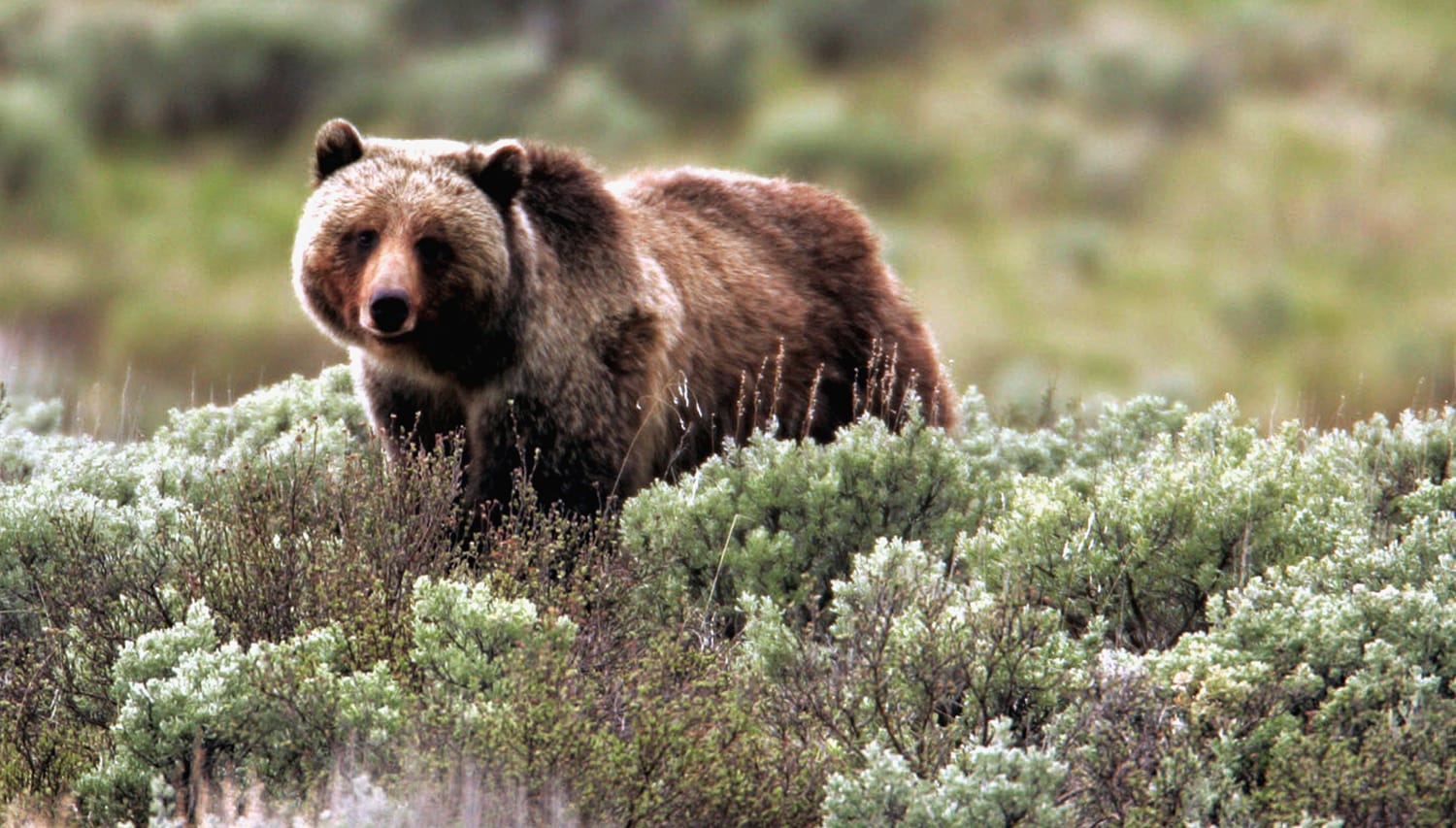 В австралии живут медведи. Северная Америка медведь Гризли. Медведи Гризли Йеллоустоун. Йеллоустоун национальный парк животные. Гризли североамериканский бурый медведь.