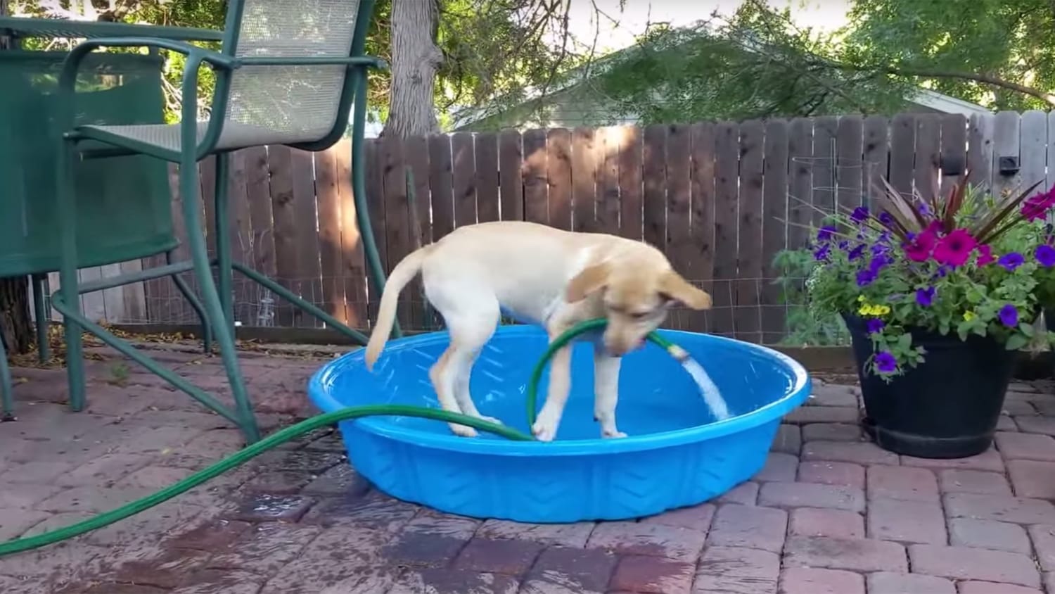 Fill the dog. Собака в тазике. Собака и шланг с водой. Собака в тазике вода жара. Собака в тазике с водой прыгает.