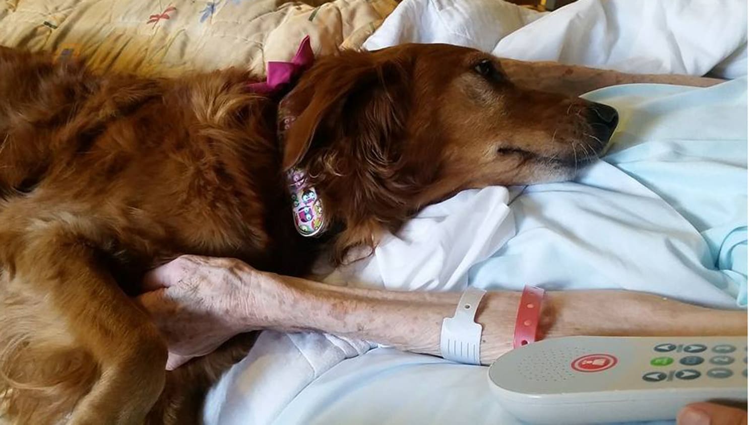 Hospice therapy dog, JJ, consoles dying 