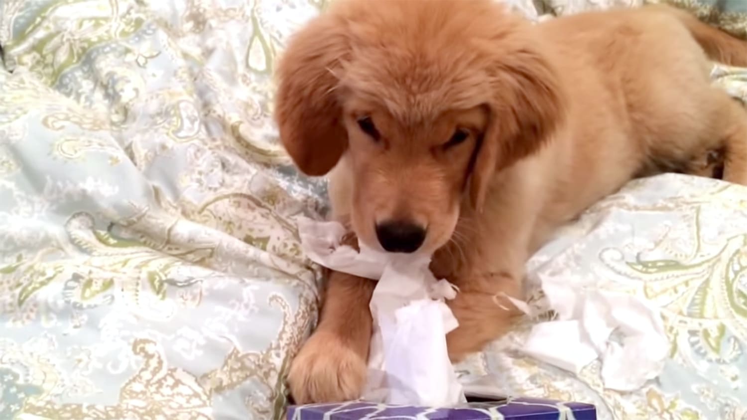 Why Does My Dog Like To Eat Tissues