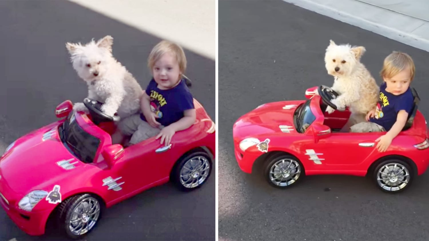 Dog 'drives' little boy in toy car, breaks speed limit for cuteness