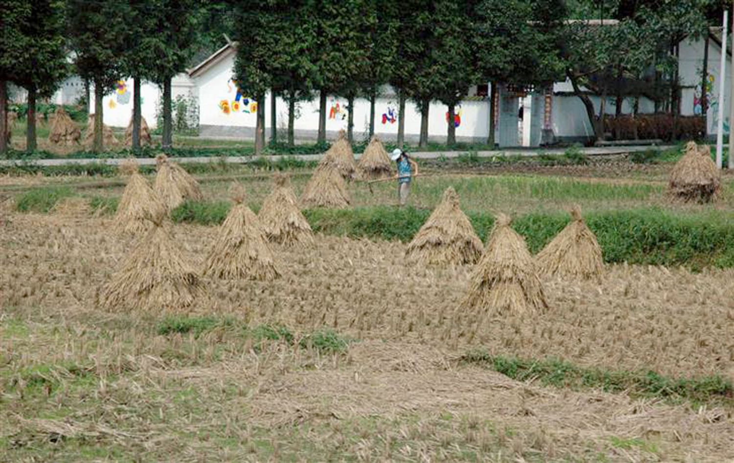 China's Hunger for World's Food Grows, and U.S. Farmers Are Glad