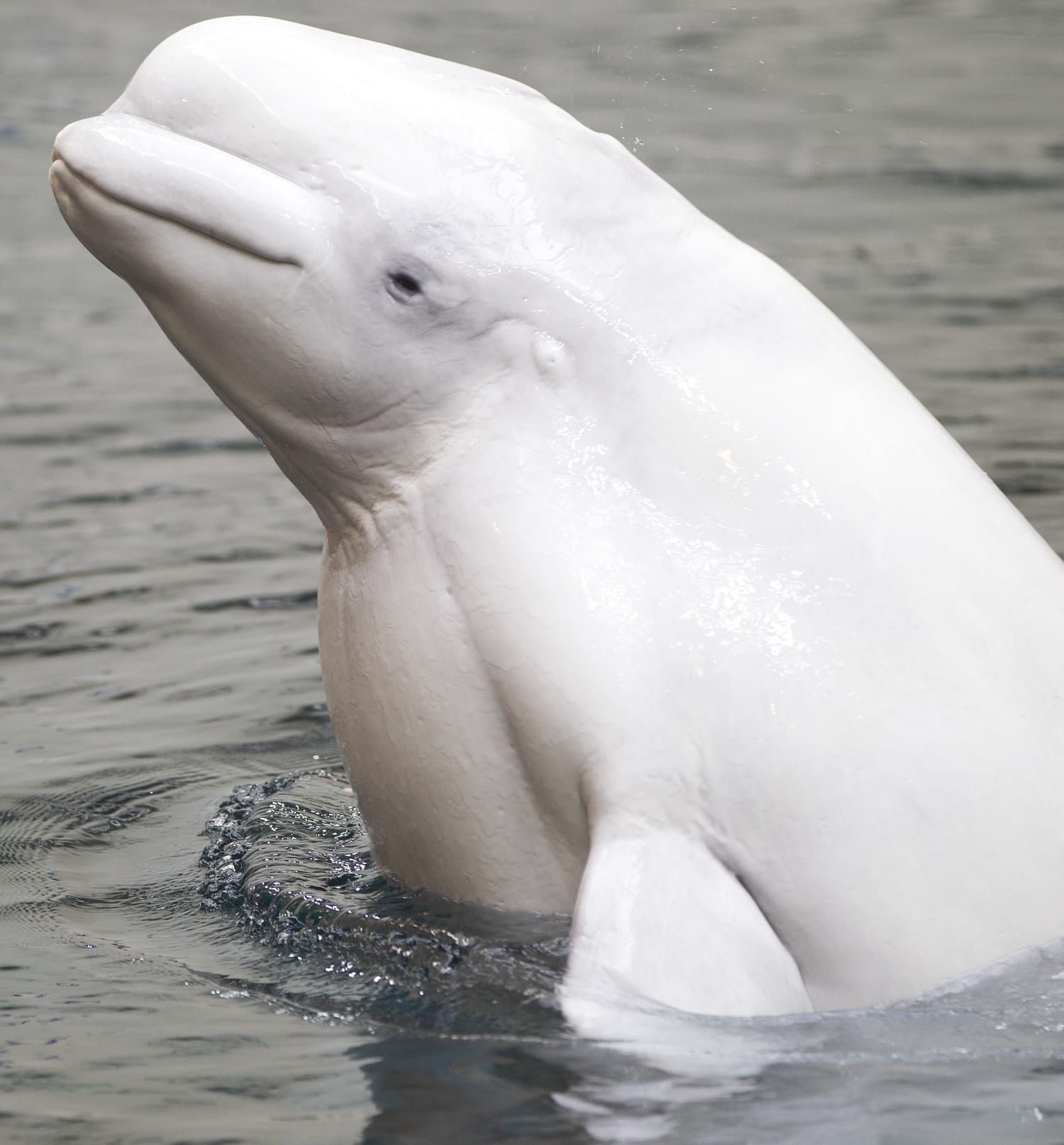 Ceta Base - Maris, a beluga, died on October 22nd, 2015 at