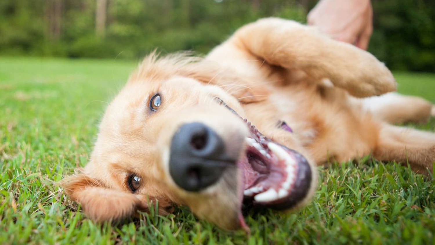 щенок на ламинате. пол в конюшне для лошадей. домашние животные и человек. линкольнская порода. альпака сури.