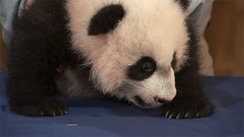 National Zoo Prepares For Debut Of Adorable 4 Month Old Giant Panda