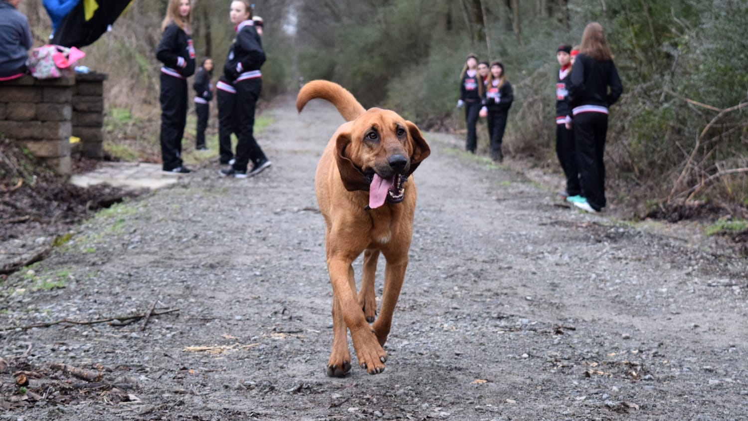 This adorable dog wandered into an Alabama half-marathon, finished 7th