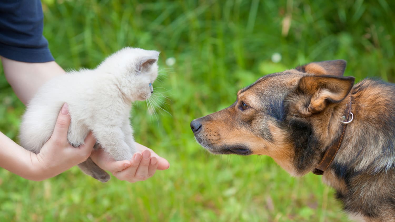 Who loves you more cats or dogs?