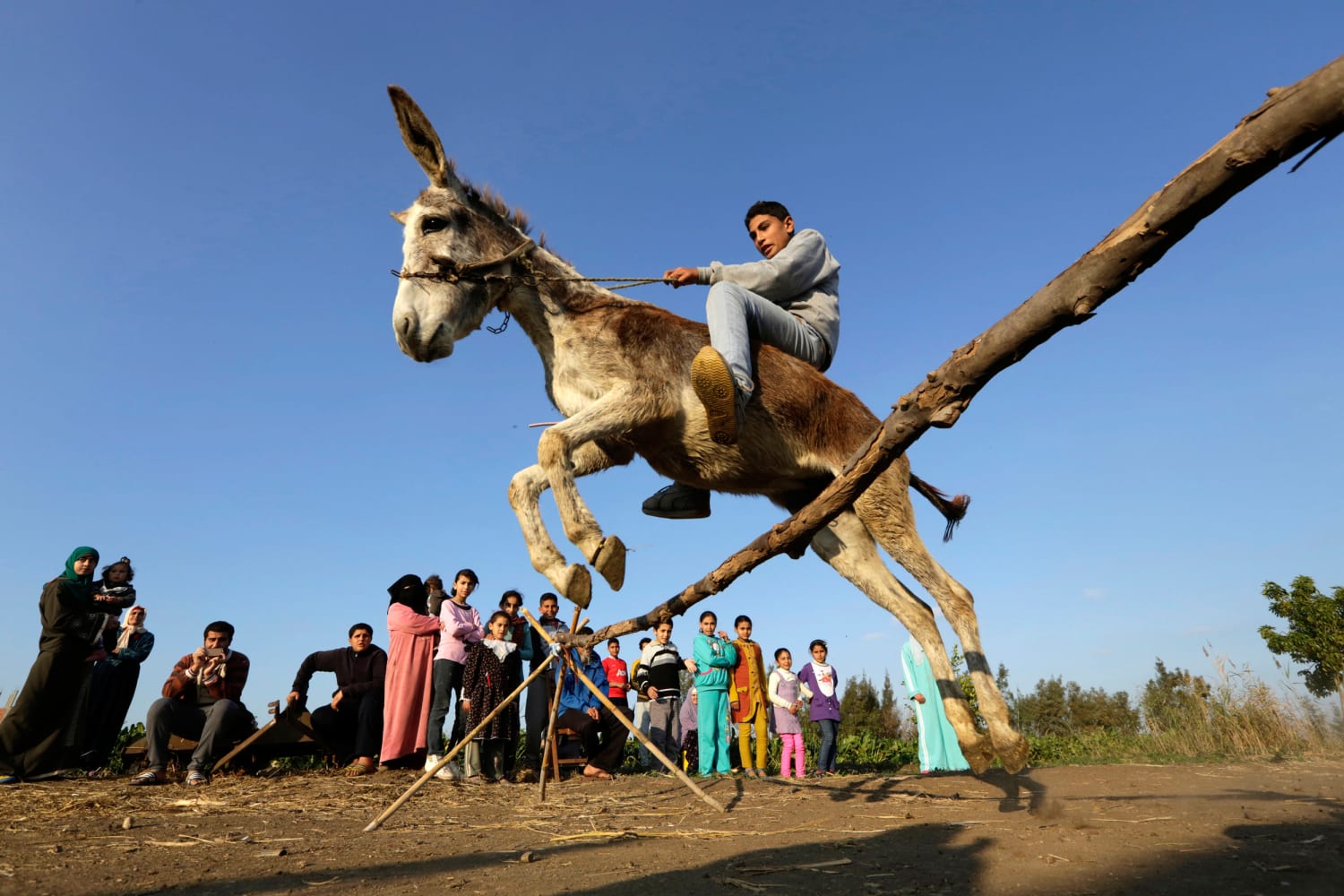 Can donkeys jump?