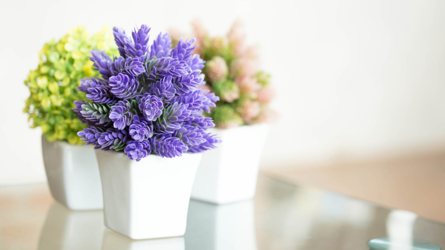 20 Flowering Indoor Plants for a Colorful Home