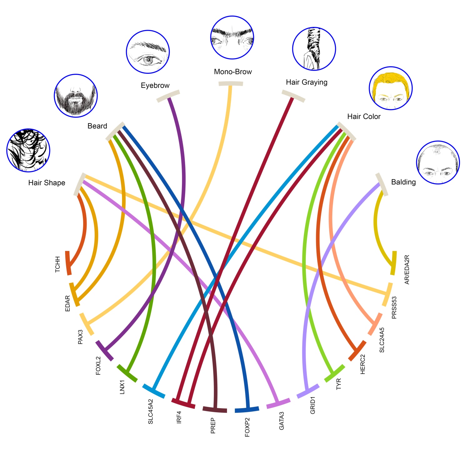 Gene study gets to the roots of gray hair, thick beards and unibrows Gene study gets to the roots of gray hair, thick beards and unibrows