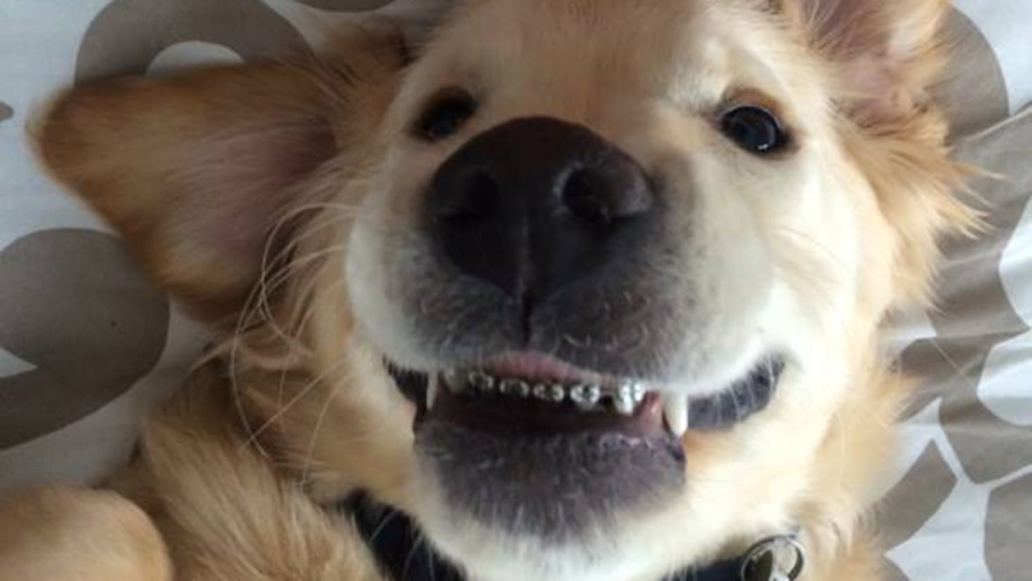 Собачка с кривыми зубами