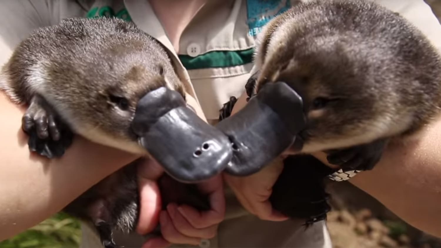 Baby Platypus Twins Take Their First Swim At Healesville Sanctuary