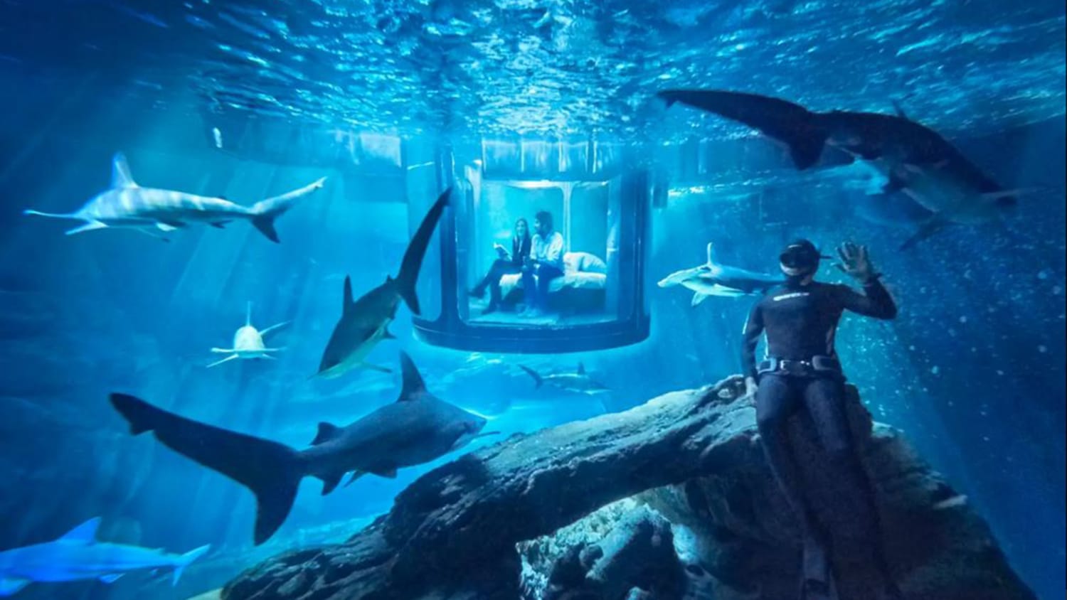 Sleeping with sharks in Paris