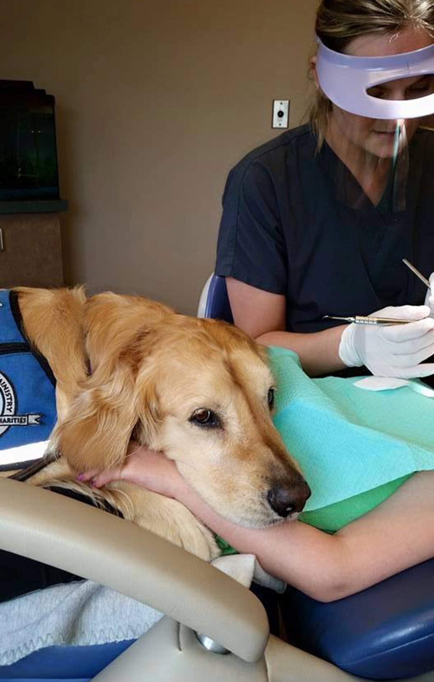 Do Dogs Go To The Dentist