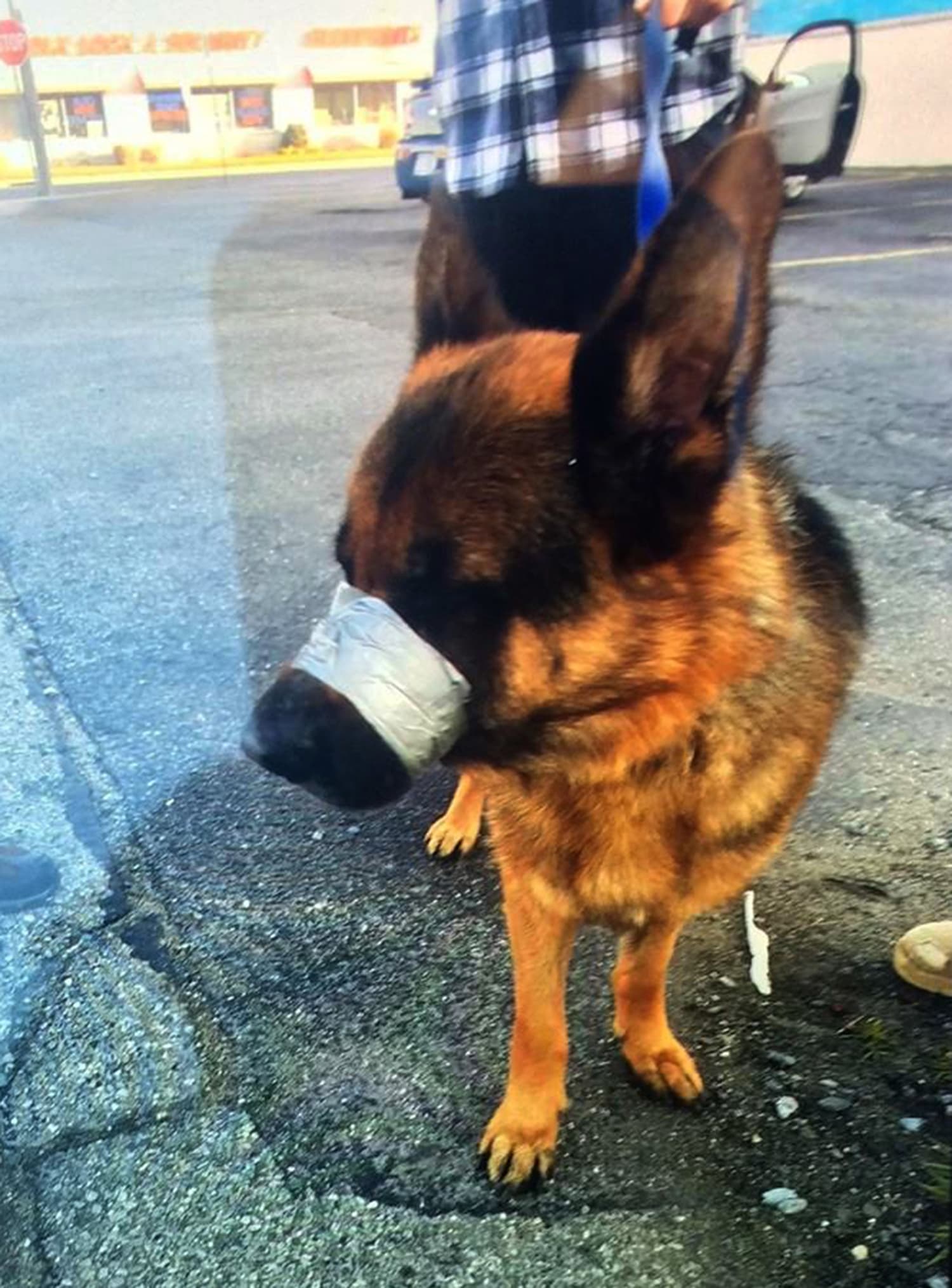 Dog Dumped on Highway, Found With Mouth Duct-Taped Shut in