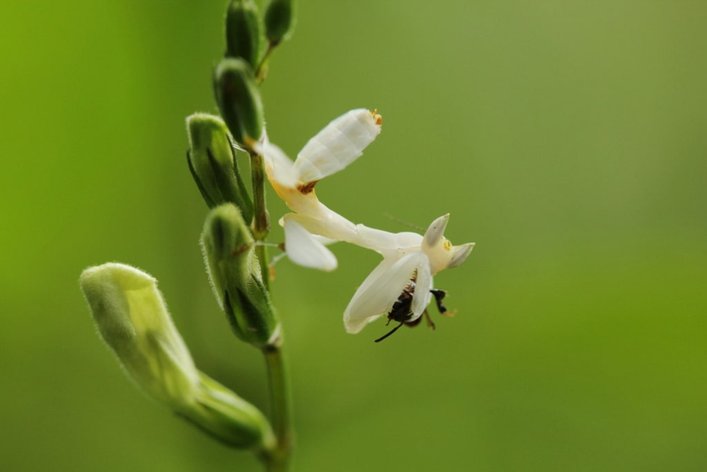 It's an Orchid. It's a Mantis. It's Incredible — and Deadly