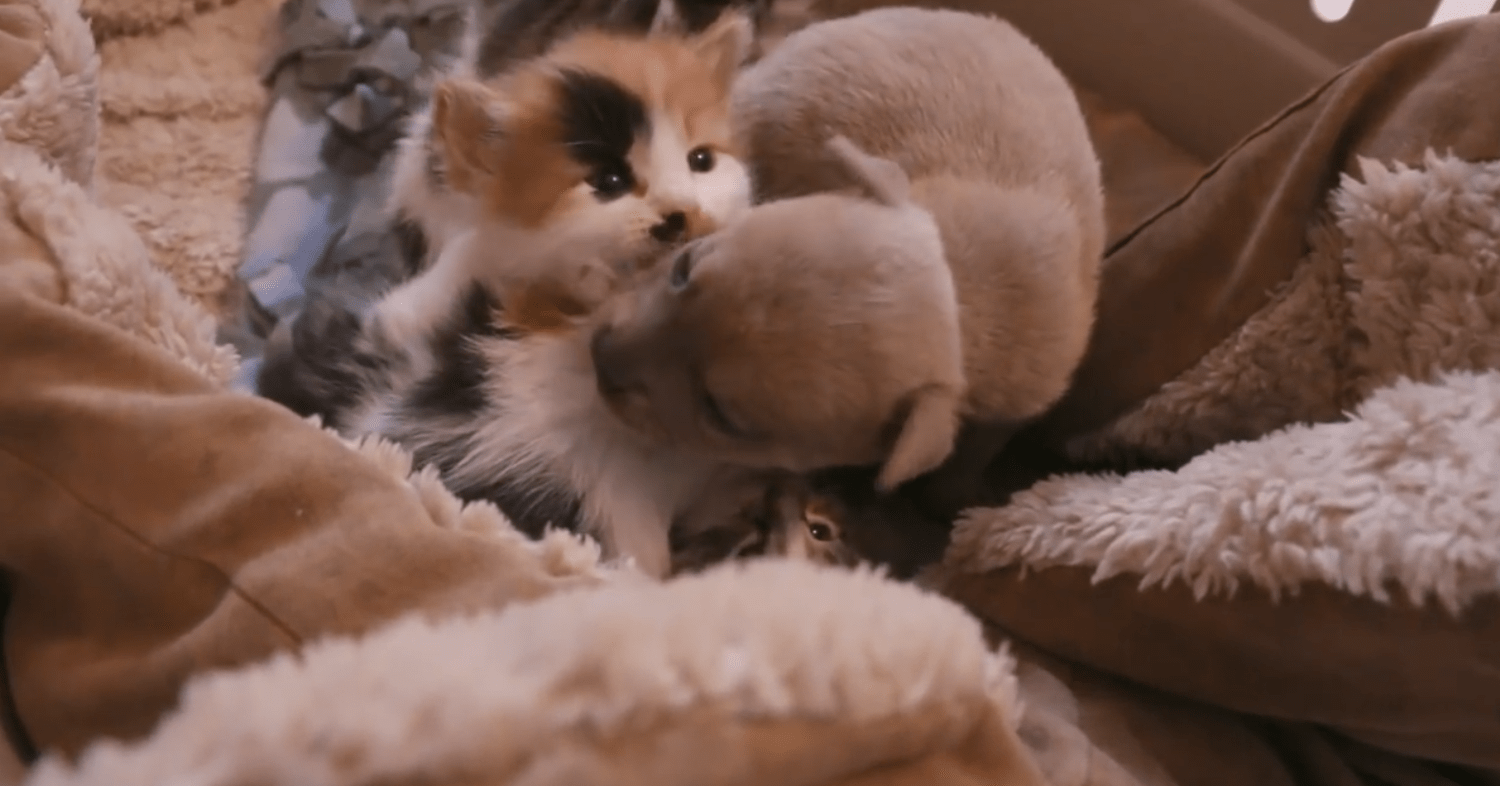 newborn kittens and puppies