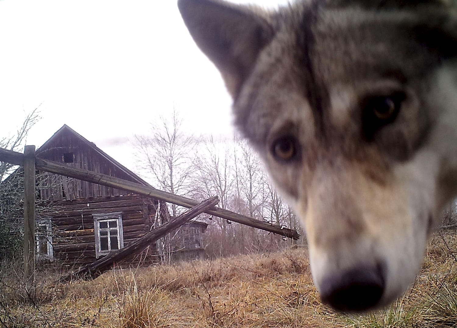 Chernobyl Anniversary: Disaster Exiled Humans, Made Way for Wildlife