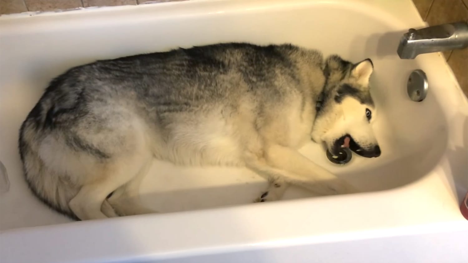 Собака плавает в ванне