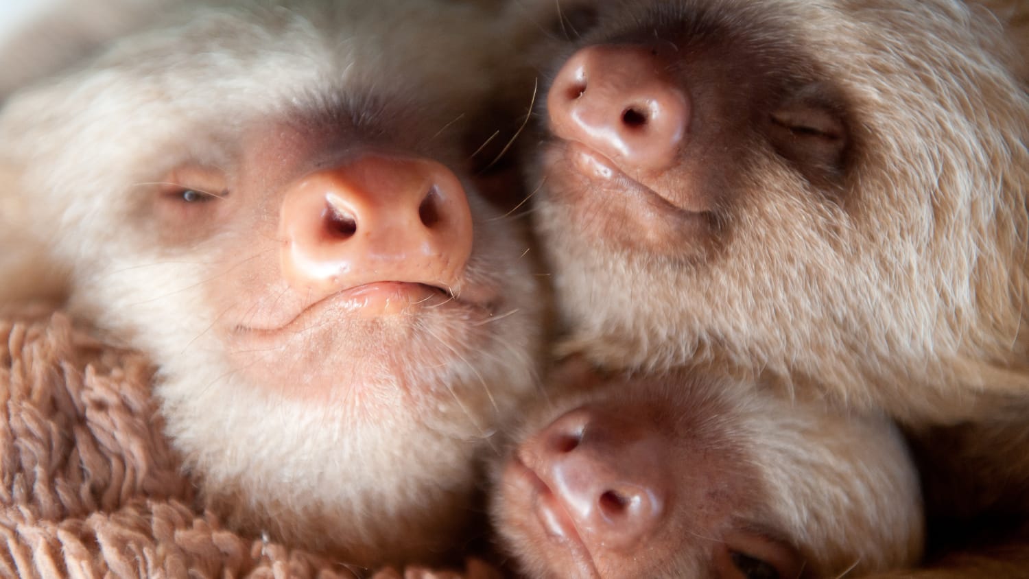 Sloths cuddle, snack and hang out in institute\'s cute photos