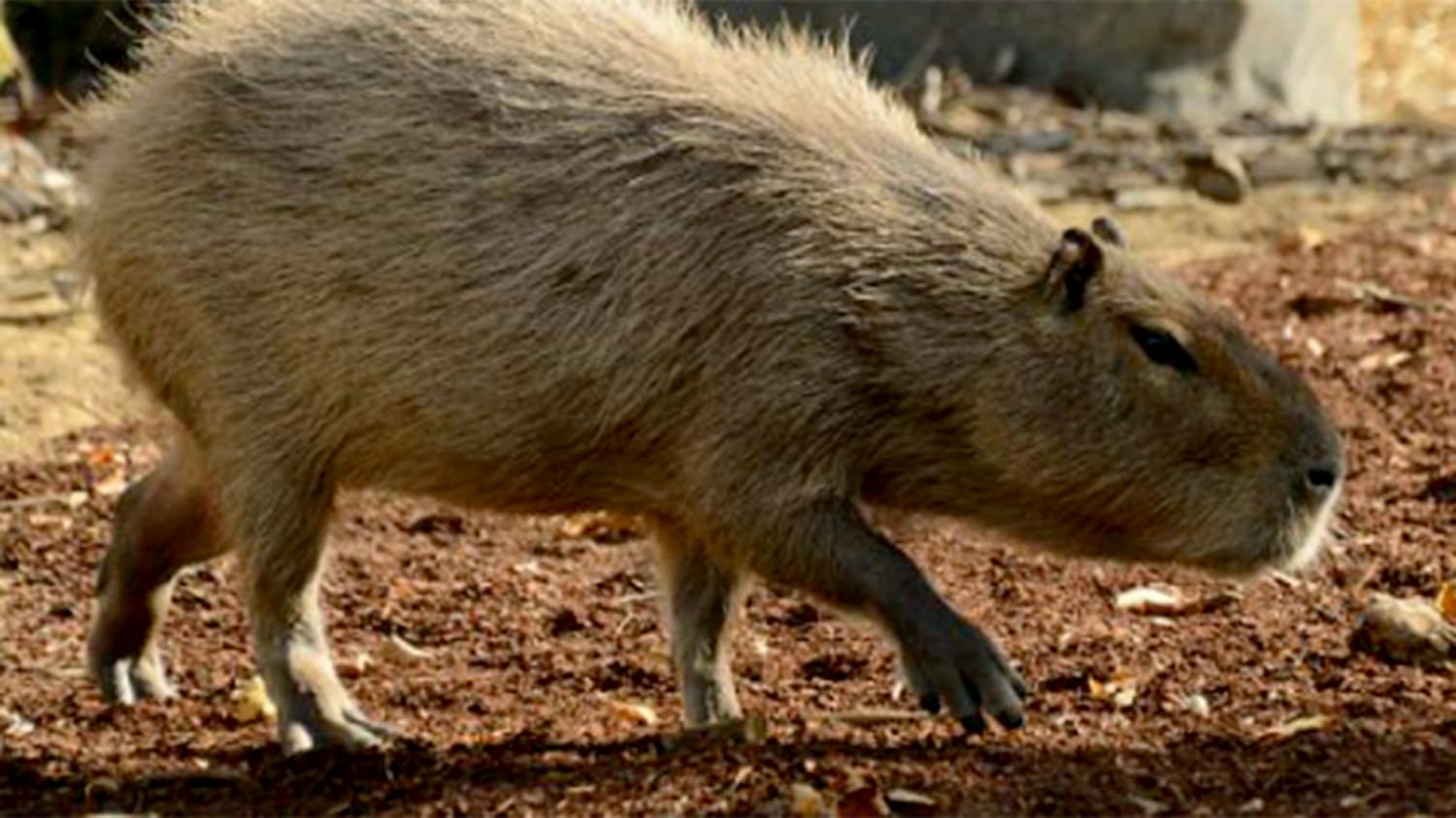 2 capybaras still on the lam after escaping from Toronto zoo