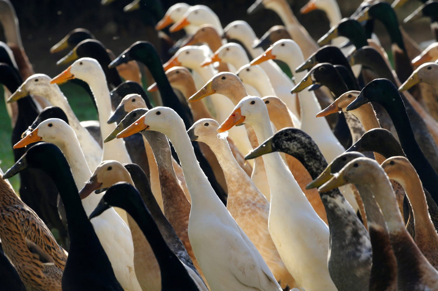 African Runner Ducks