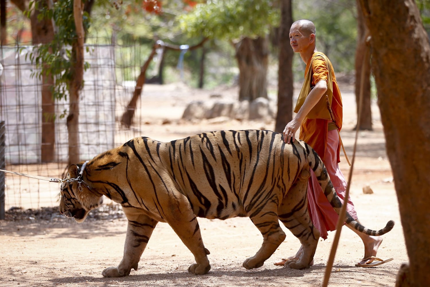 Tiger Temple Thailand: Our Director in Thailand reacts to the