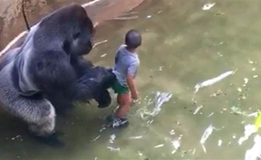 I Can't Watch': Mom's Frantic Call to 911 After Son Falls Into Gorilla Exhibit