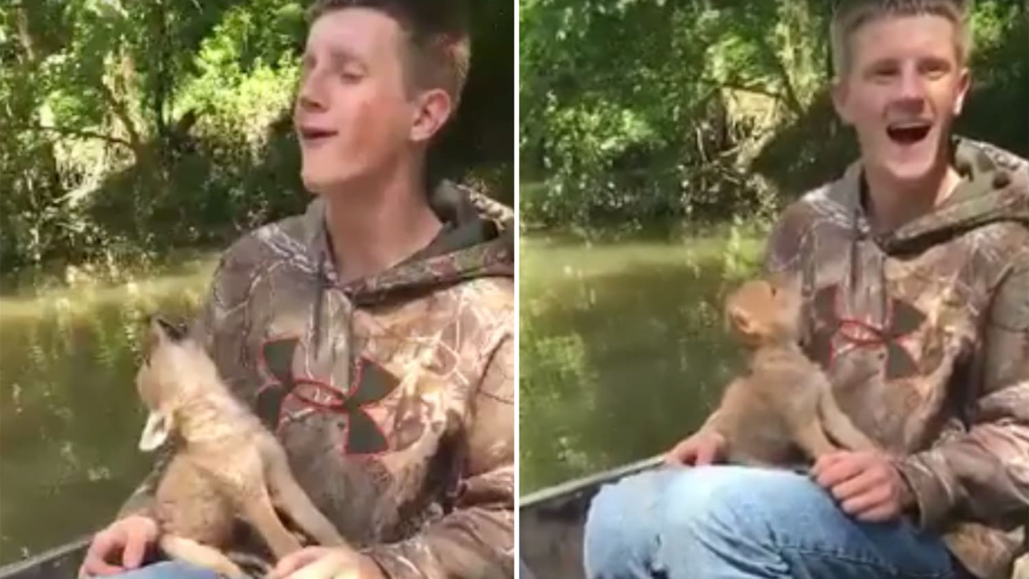 baby coyotes howling