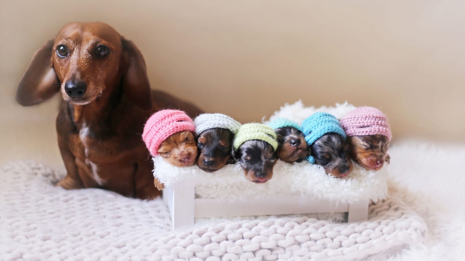 can dogs be around newborns