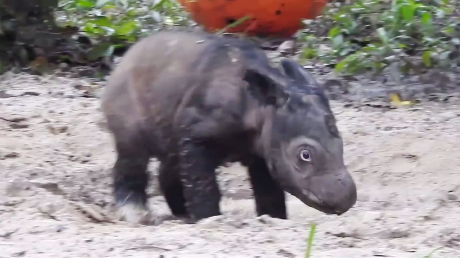 Little Rhino