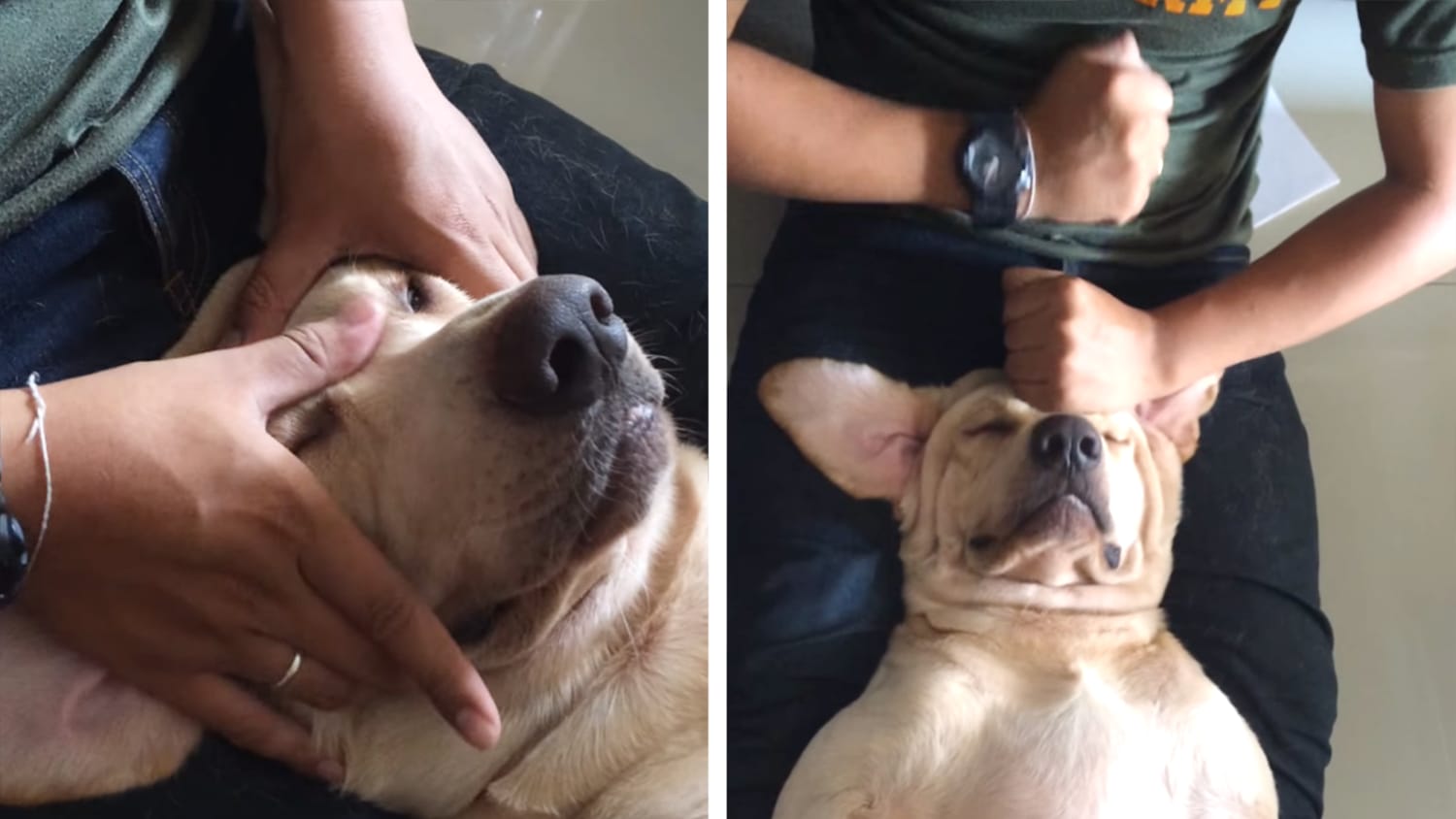 Dog is the of during massage