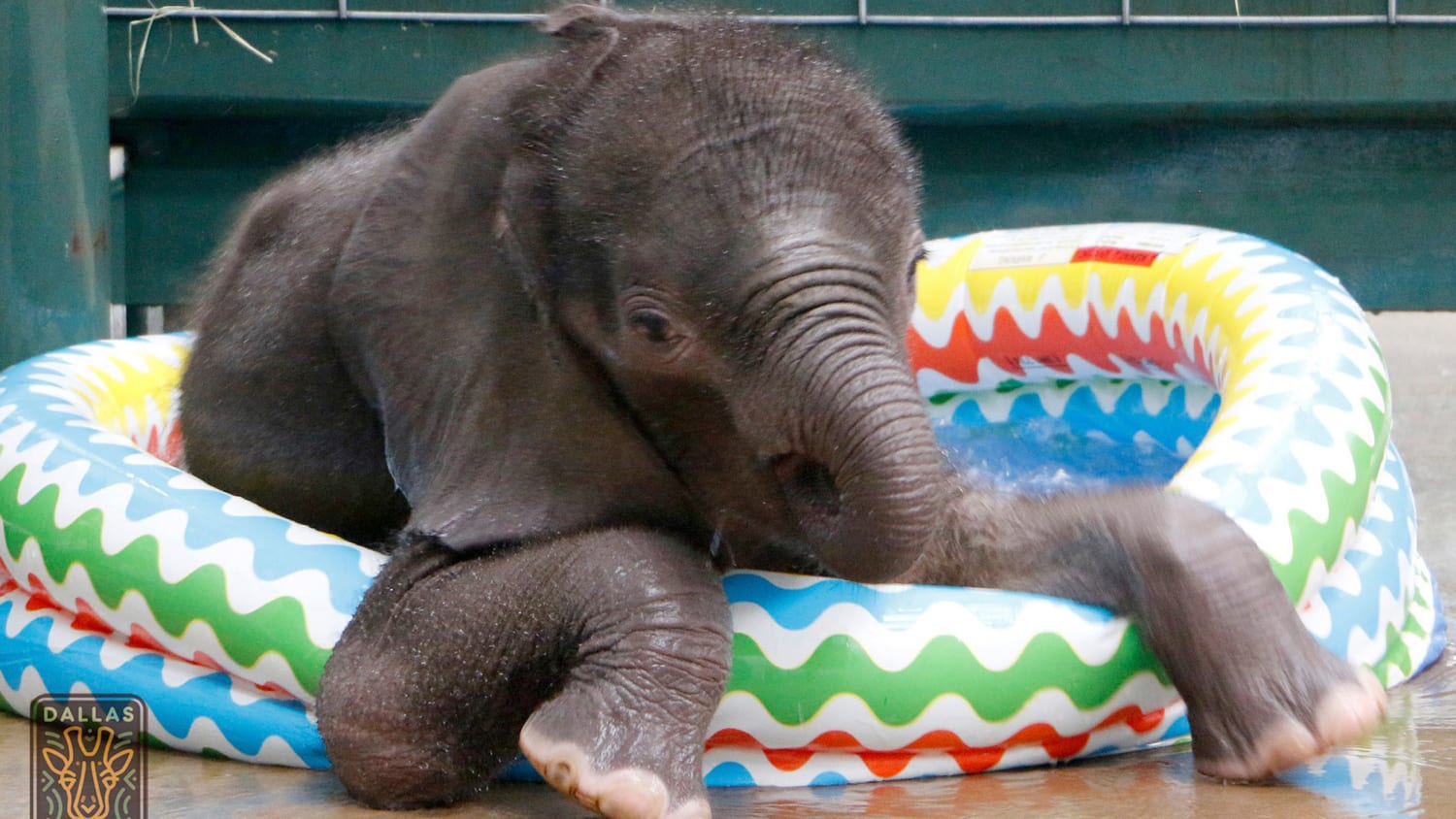 Baby elephant plays in a kiddie pool