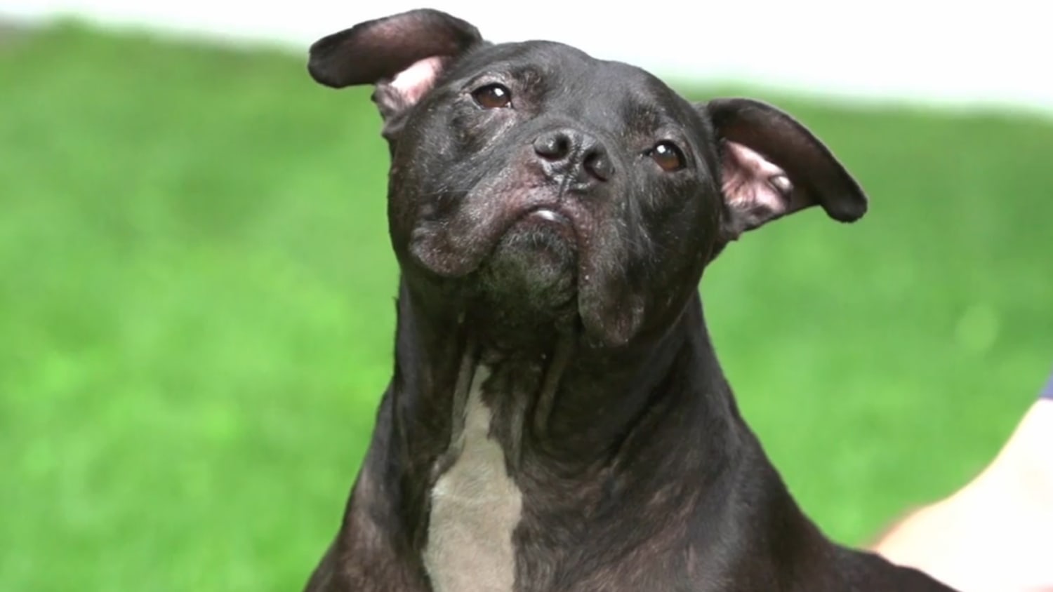 Pit bull rescued from Michael Vick's dog-fighting ring gets best day ever