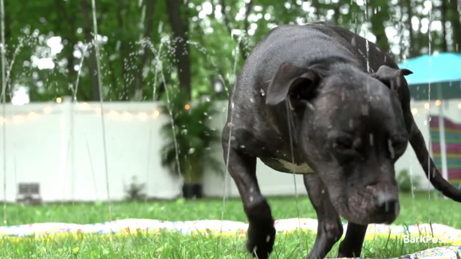 Pit bull rescued from Michael Vick's dog-fighting ring gets best day ever