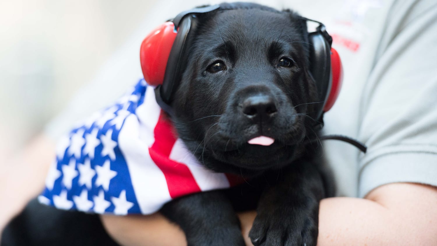 TODAY show partners with America\'s Vetdogs to raise our next puppy ...