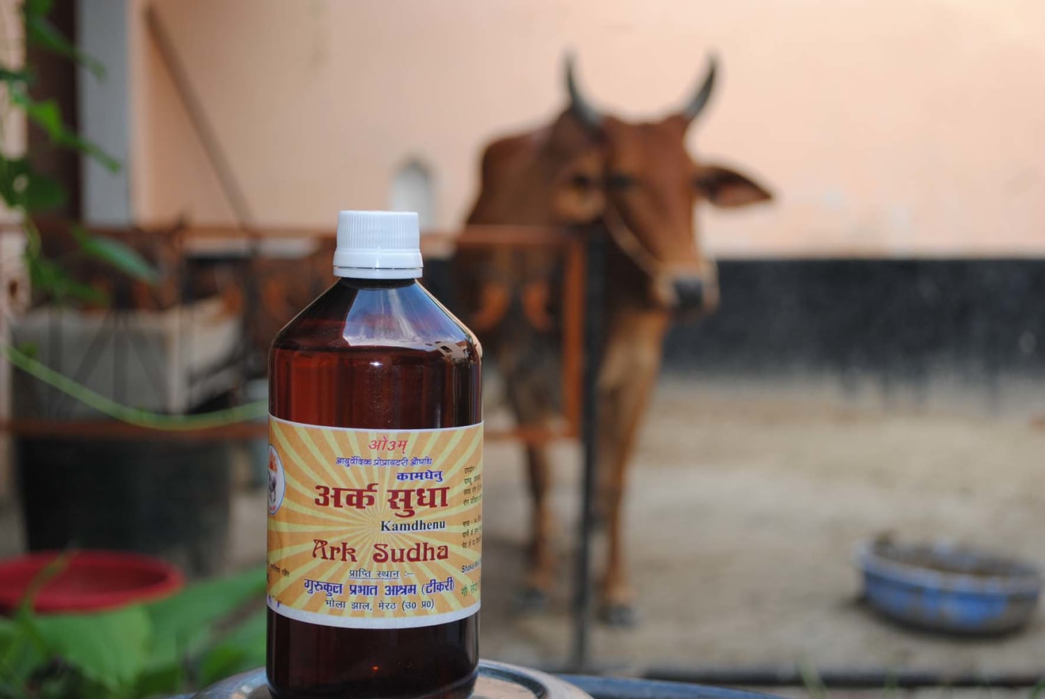 Why Cow Urine Can Be as Valuable as Milk in Bovine-Worshiping India