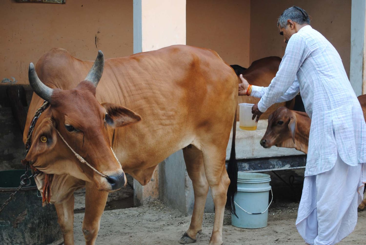 Why Cow Urine Can Be as Valuable as Milk in Bovine-Worshiping India