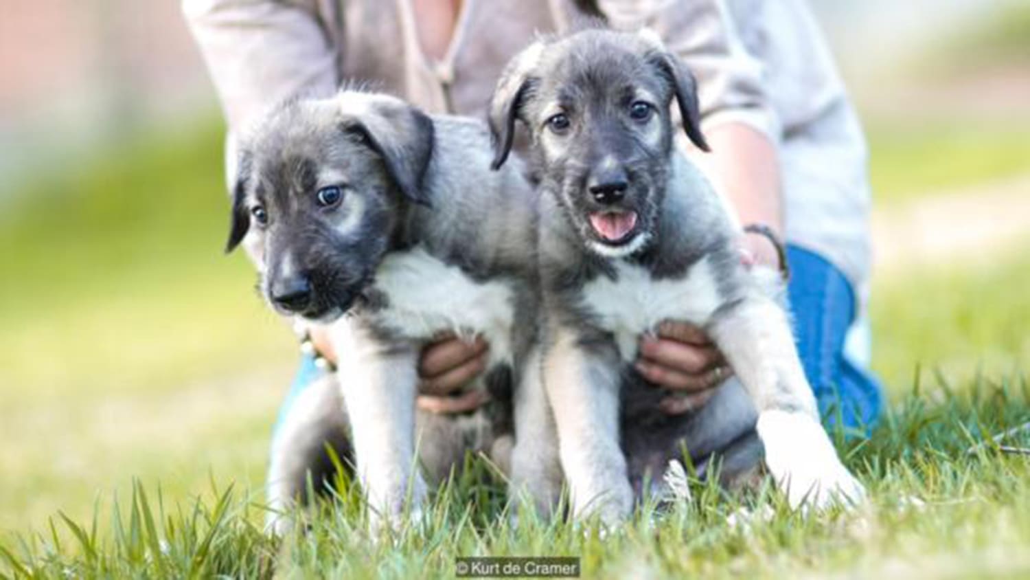 is there such thing as identical twin dogs