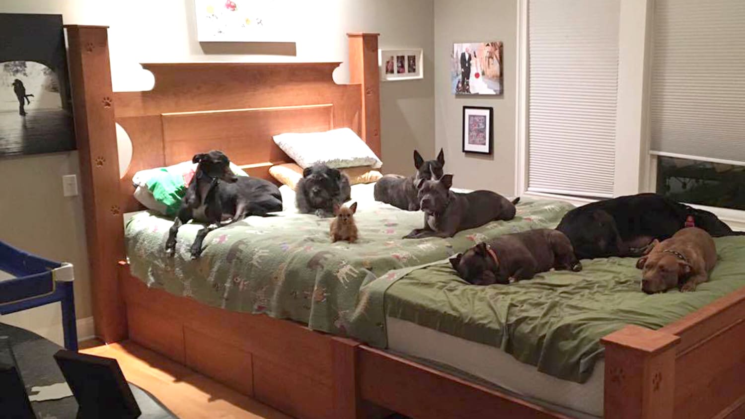 Giant Bed To Sleep Comfortably With 8 Dogs, King Size Bed Frame With Attached Dog